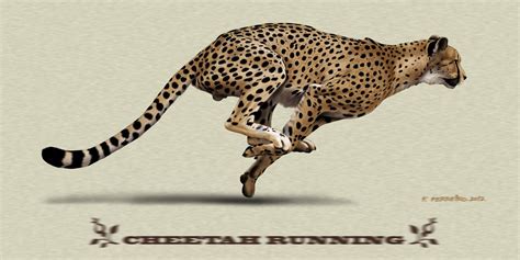 Fernando Ferreiro Colmenares... | Kai Fine Art | Cheetah pictures, Wild ...