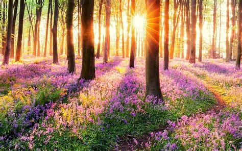 The 10 Most Beautiful Bluebell Woods In The UK