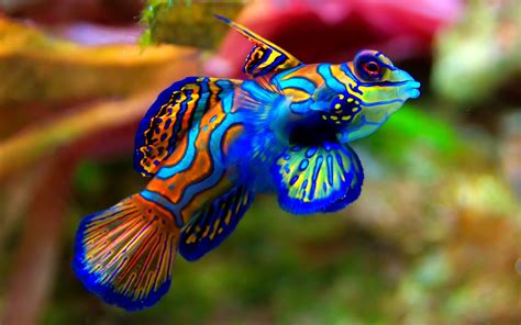 fish, Fishes, Underwater, Ocean, Sea, Sealife, Nature Wallpapers HD ...