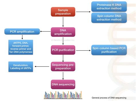 Genetic Education All articles DNA sequencing Explore DNA Sequencing ...