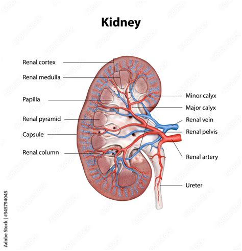 Human kidney cross section, scientific background, anatomy, urinary ...