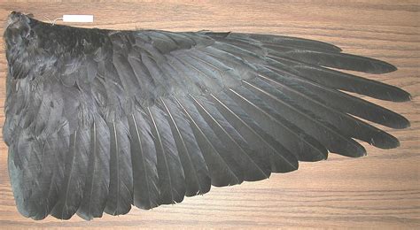 Description of the Common Raven | Raven wings, Raven bird, Raven