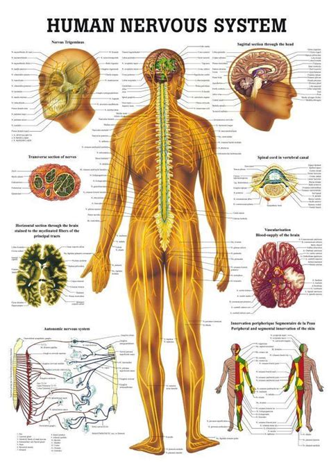 Rudiger Anatomie - The Human Nervous System Laminated Anatomy Chart