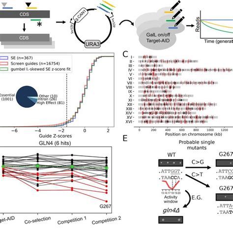 gRNA and target properties affect mutagenesis efficiency. A) Since ...