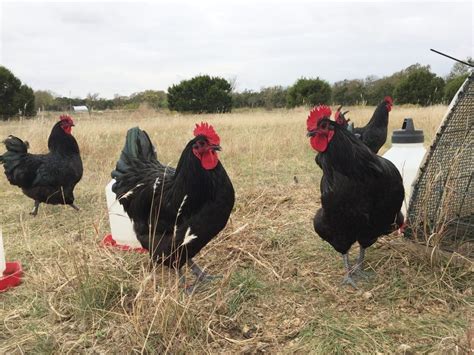 Are Black Australorp Roosters Aggressive? - Farmstead Chickens