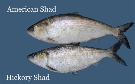 American or Hickory? ID your Shad Catch | Virginia DWR