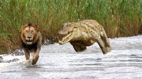 Lion Vs Crocodile