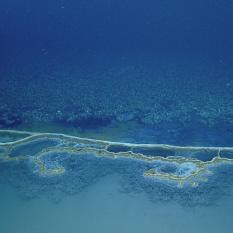 Brine Pool: An Underwater Lake | Nautilus Live