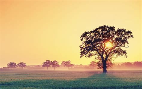 . Beautiful . . . watercolor, sunset, tree, sky HD wallpaper | Pxfuel