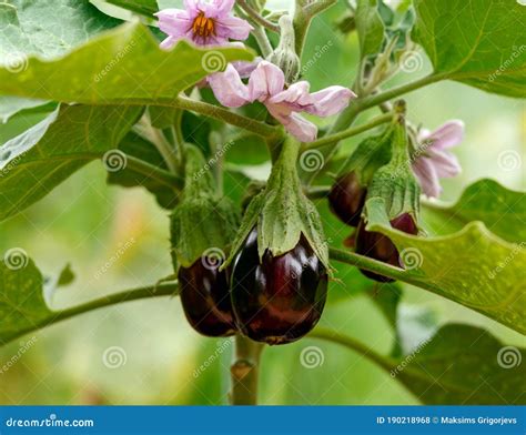 Prolific Black Beauty Eggplant, Aubergine Fruits Hanging on Plant with ...