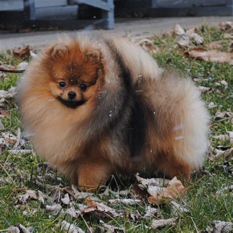 Sable – American Pomeranian Club