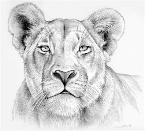 Lioness in pencil by gregchapin on DeviantArt