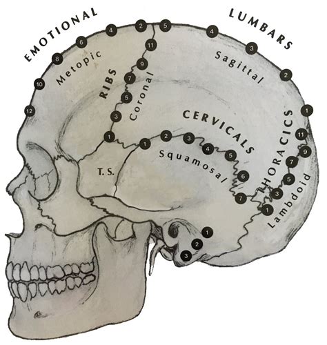 Self-Adjustment of the Spine, Ribcage & Cranial System — Shin Tai ...