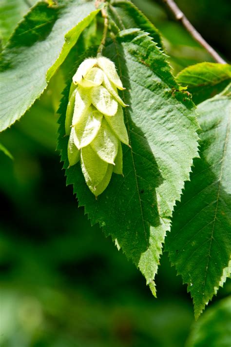 Species Spotlight - Ostrya virginiana - Edge Of The Woods Native Plant ...