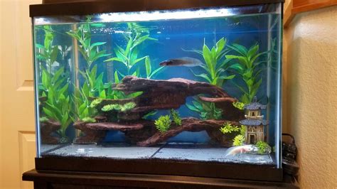 A GAMER'S WIFE: 4 Easy Setups for a 20-Gallon Aquarium