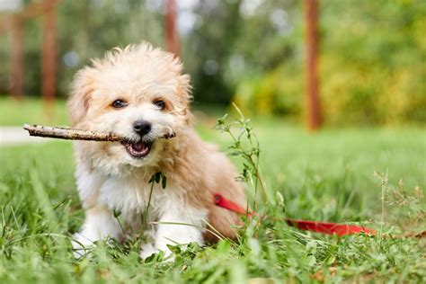 7 Best Maltipoo Breeders In Toronto, Canada