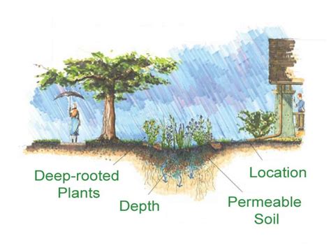 Natural Solutions for Yard Flooding | Bolingbrook, IL Patch