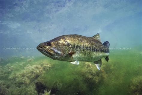 Largemouth Bass Underwater Photography