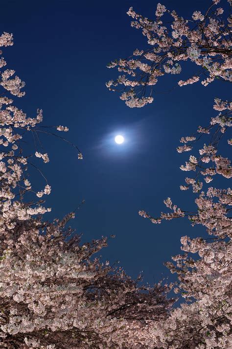 Moon And Cherry Blossoms by Glidei7