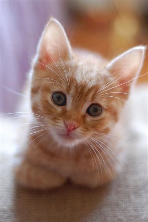 Tumblr | Beautiful cats, Kittens cutest, Pretty cats