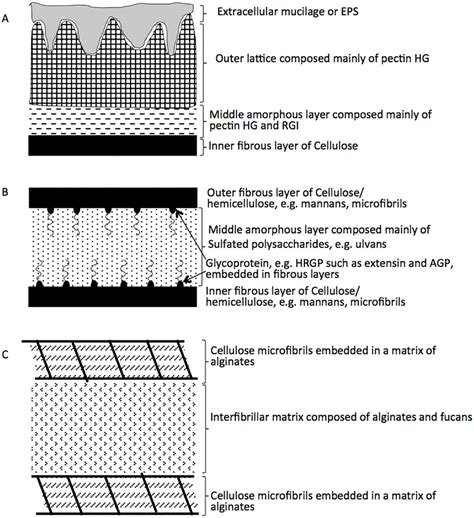 Schematic representation of algal cell walls. The cell wall composition ...