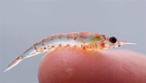 What Do Krill Eat? (Diet & Facts)