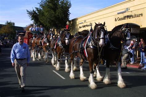 Homepage - Petaluma Chamber of Commerce