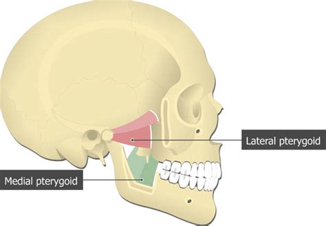 medial pterygoid muscle action - the-song-of-achilles-tattoo