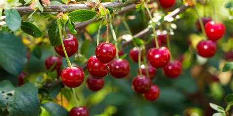 Zone 4 Cherry Trees: Growing Cherry Trees in Zone 4 - GFL Outdoors