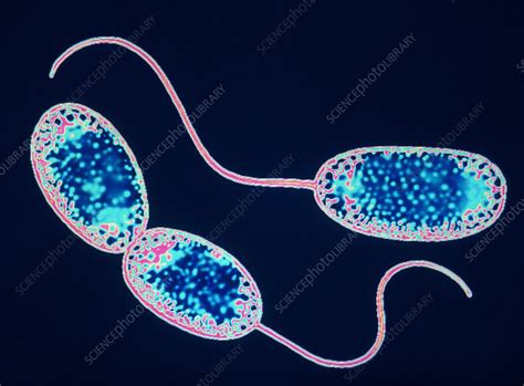 Nitrobacter sp bacteria, TEM - Stock Image - B244/0034 - Science Photo ...