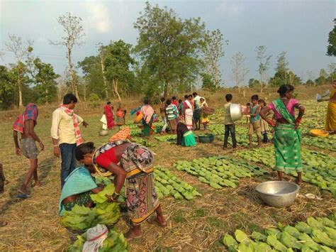 Forest fires caused due to collection of non timber forest produce ...