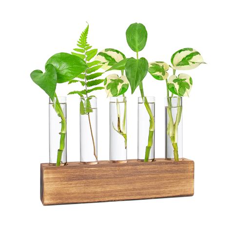 KAXYEW Desktop Glass Plant Propagation Station Test Tube Plant ...