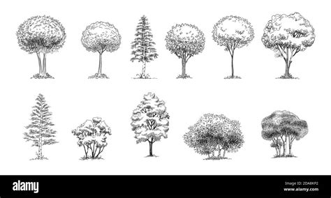 Tree Sketch : Set of hand drawn architect trees. Sketch Architectural ...