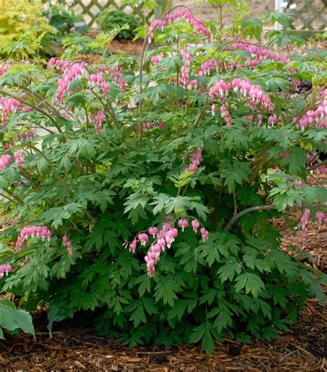 Dicentra spectabilis Old Fashioned Bleeding Heart from Prides Corner Farms