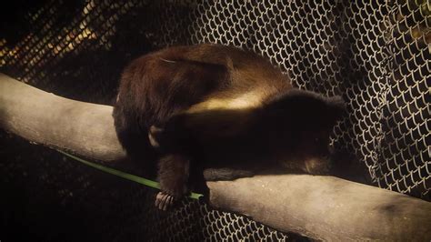 Tufted Capuchin Resting in Zoo Habitat 1802316 Stock Video at Vecteezy