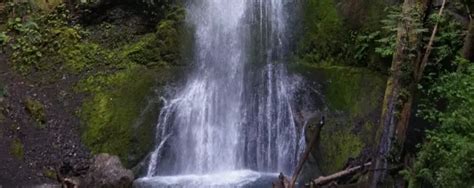 Olympic Lake Crescent Hiking Trails Guide