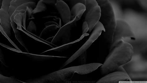 Black Rose 4k Hd Desktop Wallpaper For 4k Ultra Hd - Desktop Background ...