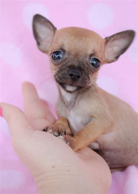 Tiny Chihuahuas For Sale at TeaCups Puppies South Florida | Teacups ...