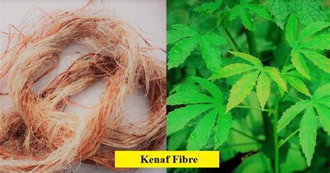 KENAF FIBER