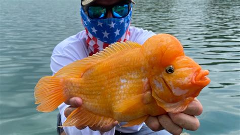 The CRAZIEST FISH I’ve ever SEEN !!!! (MIDAS CICHLID Catch Clean and ...