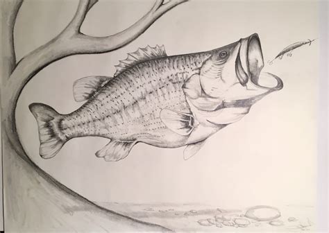 Largemouth Bass spots a potential meal. Pencil sketch. Drawing. Fish ...