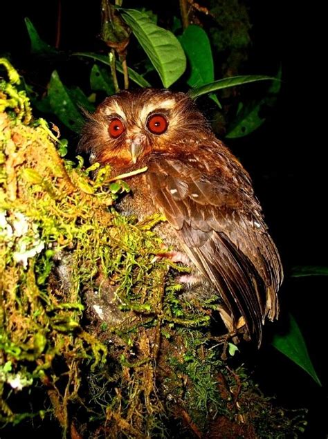 Long Whiskered Owlet | Owl species, Owl photos, Rare species