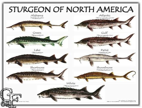 Adopt A Sturgeon – Friends of the St. Clair River