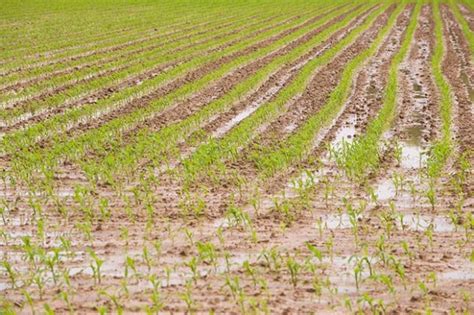 Lessons learned from #plant17: Dealing with saturated soil - Top Crop ...