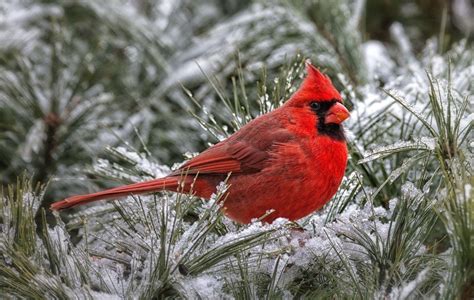 Winter Cardinal Desktop Wallpapers - Top Free Winter Cardinal Desktop ...