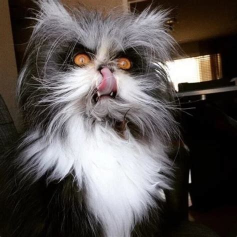 19 Angry Cats That You’ll Want To Stay Away From At All Costs ...