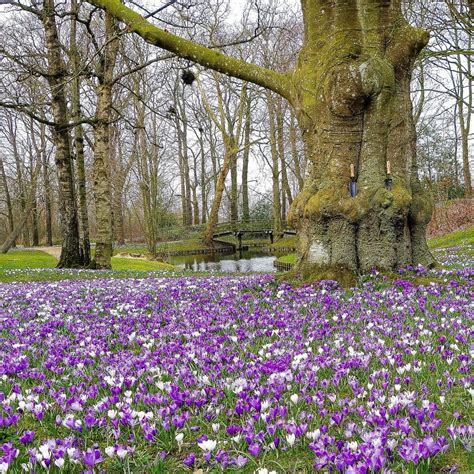 Shade Gardening Plants - Zone 9 - List of Shade plants for your garden ...