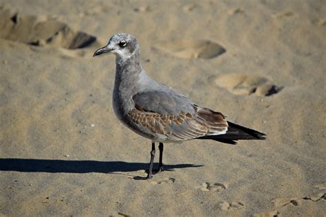 The Schumin Web » Sea gull on beach