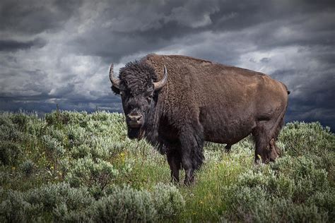 American Buffalo Or Bison In Yellowstone Photograph by Randall Nyhof