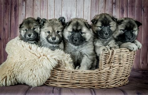 A Guide to Tibetan Mastiff Puppies For Sale | New York Dog Nanny